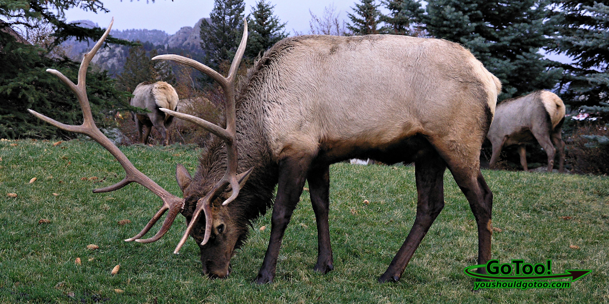 Elk, Estes Park Colorado