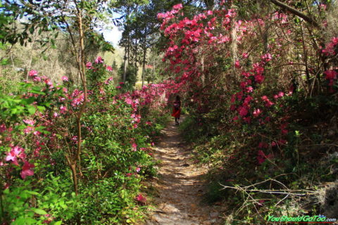 Ravine Gardens State Park • Azaleas In Palatka, FL